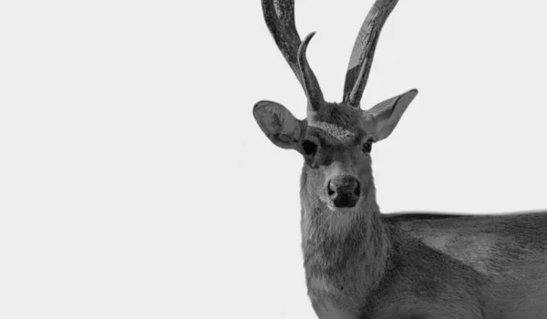 Cute Red Deer Izolowane Białym Tle — Zdjęcie stockowe
