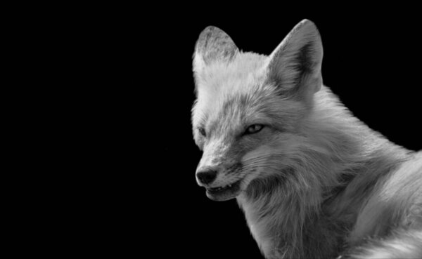 Black And White Fox Angry Face In The Black Background