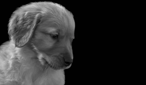 Siyah Arka Planda Sevimli Üzgün Küçük Köpek Yüzlü — Stok fotoğraf