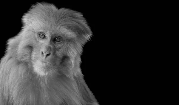 Schöne Schwarz Weiß Nahaufnahme Von Affen Schwarzen Hintergrund — Stockfoto