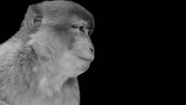 Feliz Mono Lindo Cara Negro Fondo — Foto de Stock