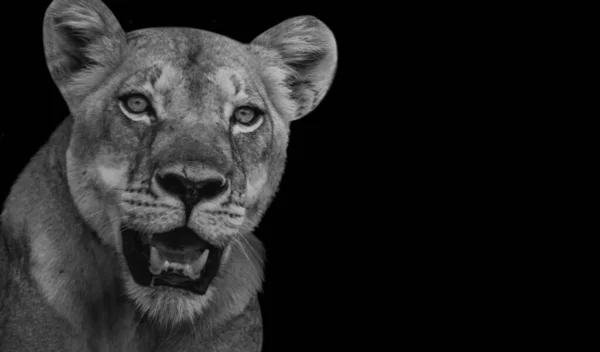 危险的母狮子在黑色背景中咆哮 — 图库照片