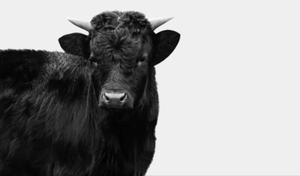 Roztomilá Černá Kráva Closeup Tvář Bílém Pozadí — Stock fotografie