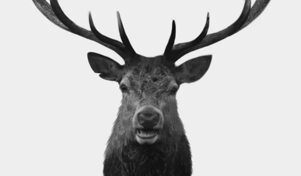 Black White Elk Closeup Face White Background — Stock Photo, Image