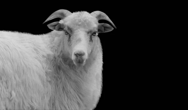 Біла Вівця Рогом Миле Обличчя Чорному Тлі — стокове фото