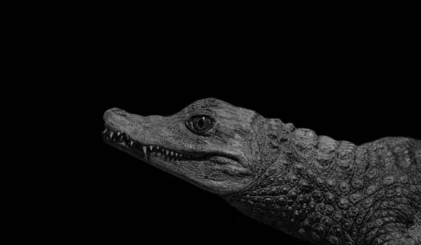 Svart Och Vitt Farlig Alligator Svart Bakgrund — Stockfoto
