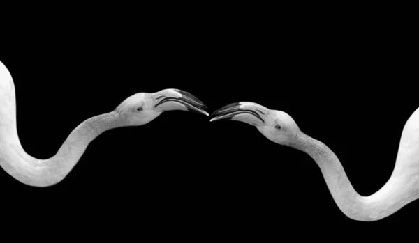 Deux Long Cou Couple Flamingo Visage Dans Fond Noir — Photo