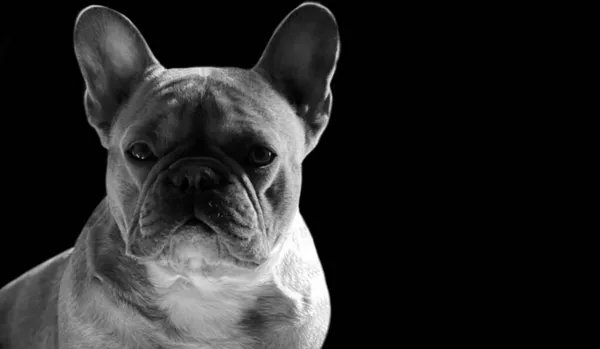 Retrato Bulldog Francés Blanco Negro Fondo Negro — Foto de Stock