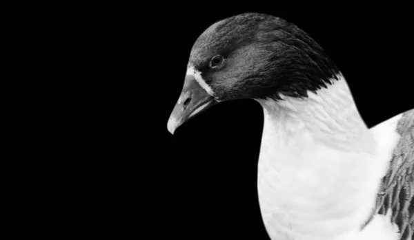 Cute Black White Goose Bird Black Background — Stock Photo, Image