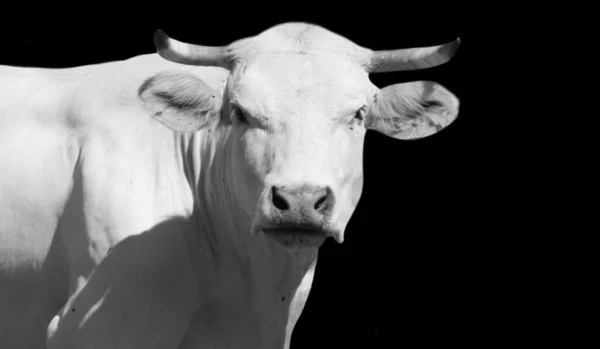 Gros Plan Vache Blanche Dans Fond Noir — Photo