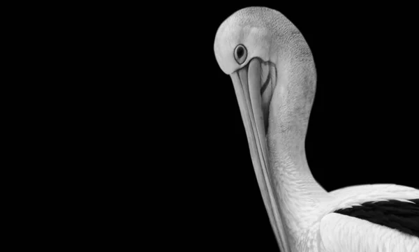 Грустный Белый Пеликан Крупным Планом Черном Фоне — стоковое фото