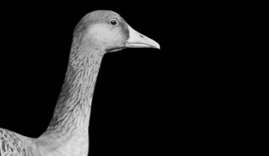 Şirin siyah beyaz ördek yüzlü