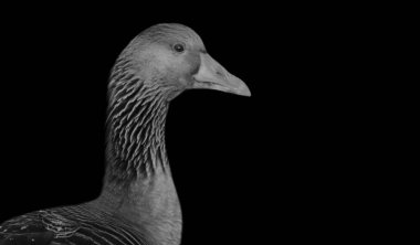 Siyah Arkaplanda Ördek Sevimli Surat