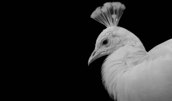 Rosto Pavão Branco Muito Bonito Fundo Escuro — Fotografia de Stock