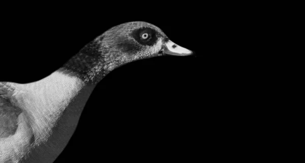 Duck Portret Twarz Czarnym Tle — Zdjęcie stockowe
