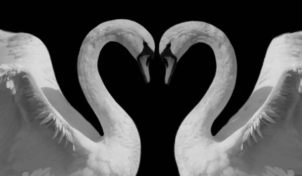 Two Couple Swan Making Heart Dark Background — Stock Photo, Image
