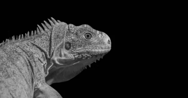 Czarno Biały Antyllean Iguana Twarz Czarnym Tle — Zdjęcie stockowe