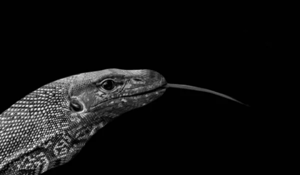 黑色背景中的黑色和白色粗隆重监视器蜥蜴 — 图库照片