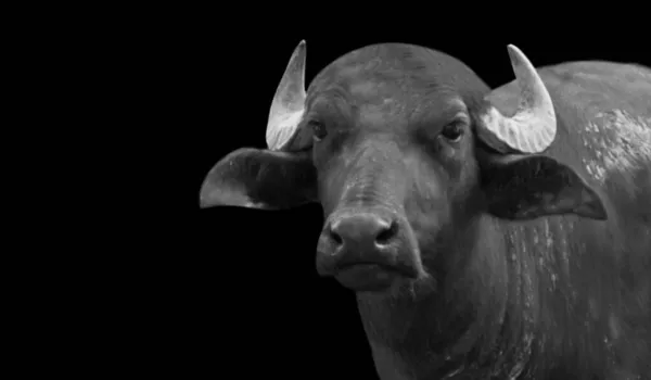 Black White Buffalo Face Black Background — Stock Photo, Image
