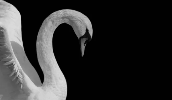 Hermoso Retrato Cisne Fondo Negro — Foto de Stock