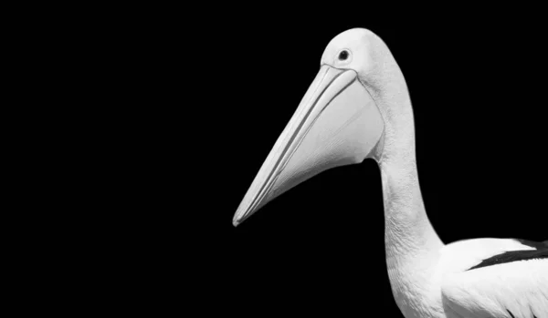 Großer Schnabel Pelikan Vogel Auf Dem Schwarzen Hintergrund — Stockfoto