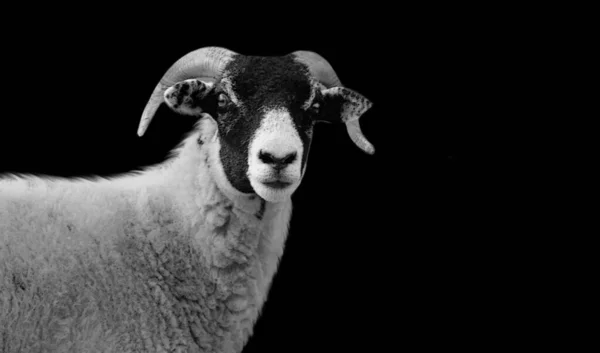 Black White Horn Sheep Cute Face — Stock Photo, Image