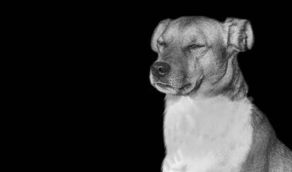 Злий Дансько Шведський Собака Сидить Чорному Тлі — стокове фото