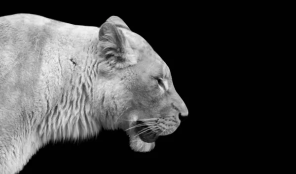 黒の背景に白い怒っているライオンの顔 — ストック写真