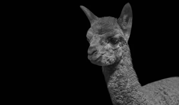 Söt Svart Alpaca Leende Ansikte — Stockfoto