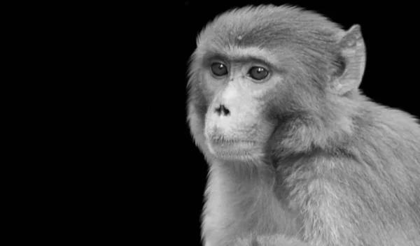 Μαύρο Και Άσπρο Μαϊμού Χαριτωμένο Πρόσωπο — Φωτογραφία Αρχείου