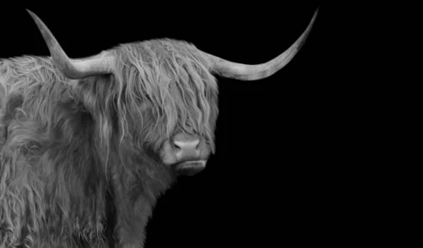 黒の背景に大きな角ハイランド牛の肖像画 — ストック写真