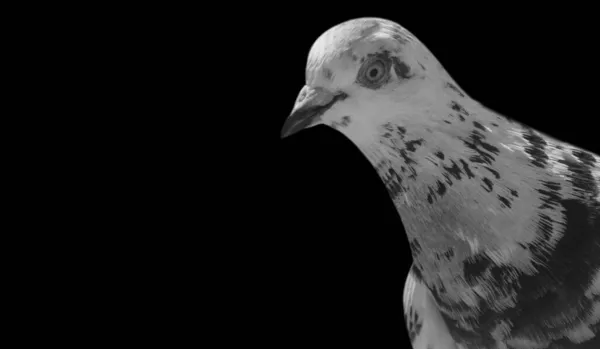 Spotted Pigeon Portrait Dark Background — Stock Photo, Image
