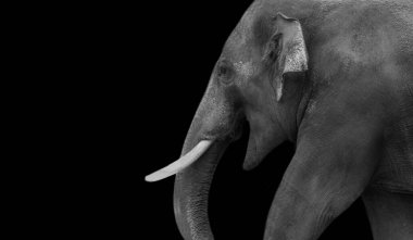 Siyah Arkaplanda Yürüyen Şirin Bebek Fil