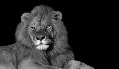 İnanılmaz Aslan Karanlık Arkaplanda Dinleniyor