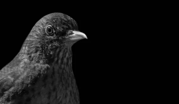 Cute Black Bird Dark Background — Stock Photo, Image