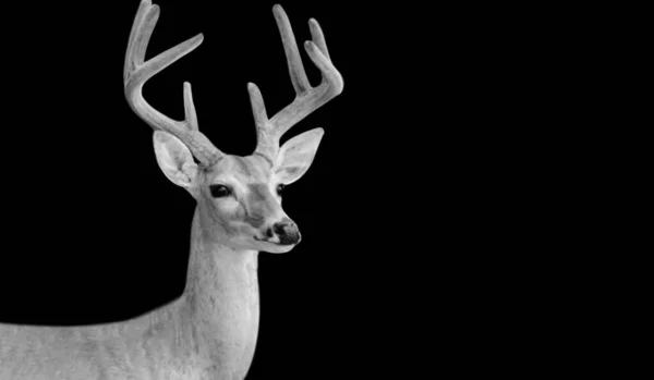 暗い背景の鹿の肖像画 — ストック写真