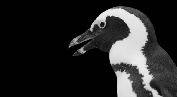 Retrato Pinguim Preto Branco Bonito Fundo Escuro — Fotografia de Stock