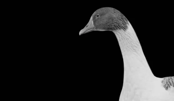 Black White Goose Face Dark Background — Stock Photo, Image