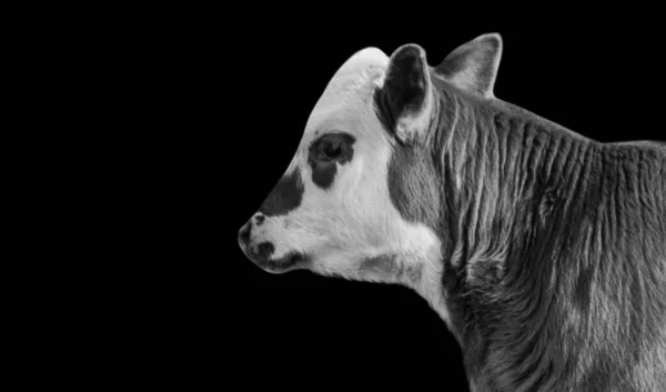 Cara Linda Vaca Negra Blanca — Foto de Stock