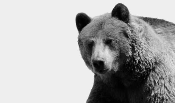 Gros Grizzli Dangereux Gros Plan Dans Fond Blanc — Photo