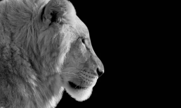 Lion Zbliżenie Ciemnym Tle — Zdjęcie stockowe