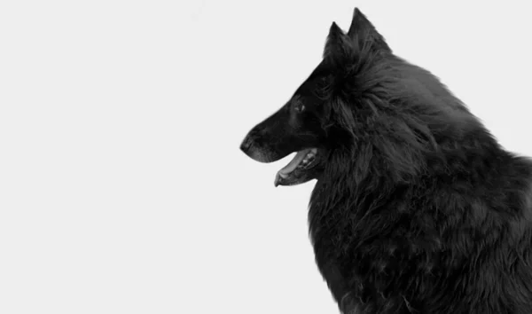 Mörk Svart Groenendael Hund Ansikte Den Vita Bakgrunden — Stockfoto