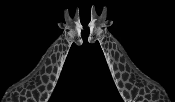 Dois Casal Girafa Closeup Fundo Preto — Fotografia de Stock