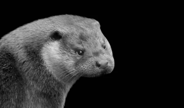 Boos Zwart Wit Otter Close Zwarte Achtergrond — Stockfoto