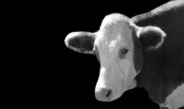 Portrait Vache Noir Blanc Dans Fond Noir — Photo