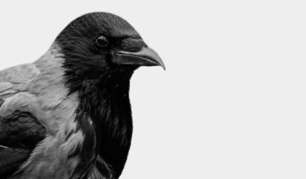 Black White Crow Face White Background — Stock Photo, Image