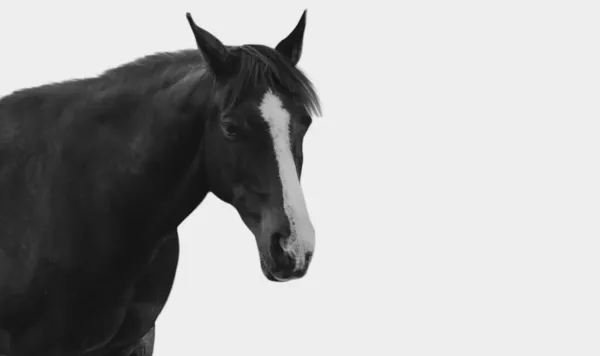 Cara Caballo Negro Aislado Fondo Blanco —  Fotos de Stock