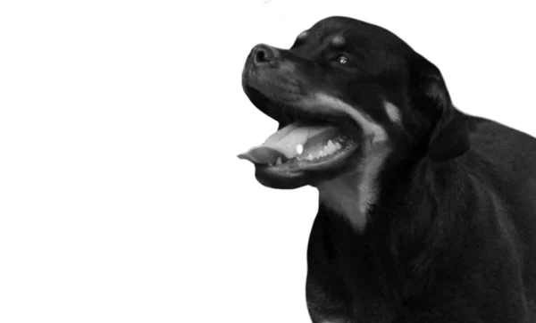 Niedliches Schwarzes Rottweiler Hundegesicht Weißen Hintergrund — Stockfoto