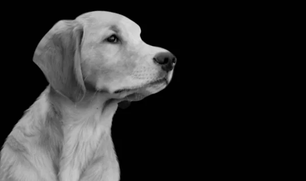 Siyah Arkaplanda Tatlı Siyah ve Beyaz Labrador Retriever