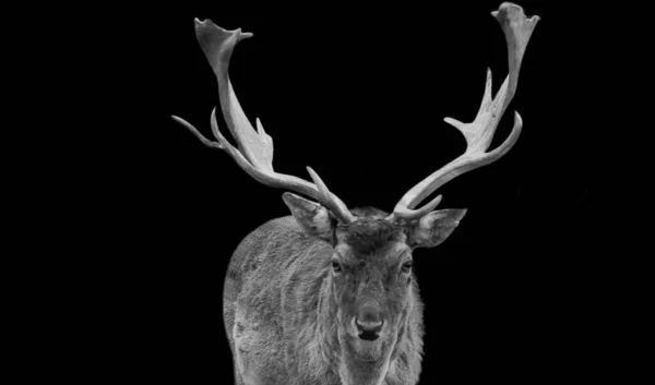 Siyah Arkaplanda Geyik Portresi